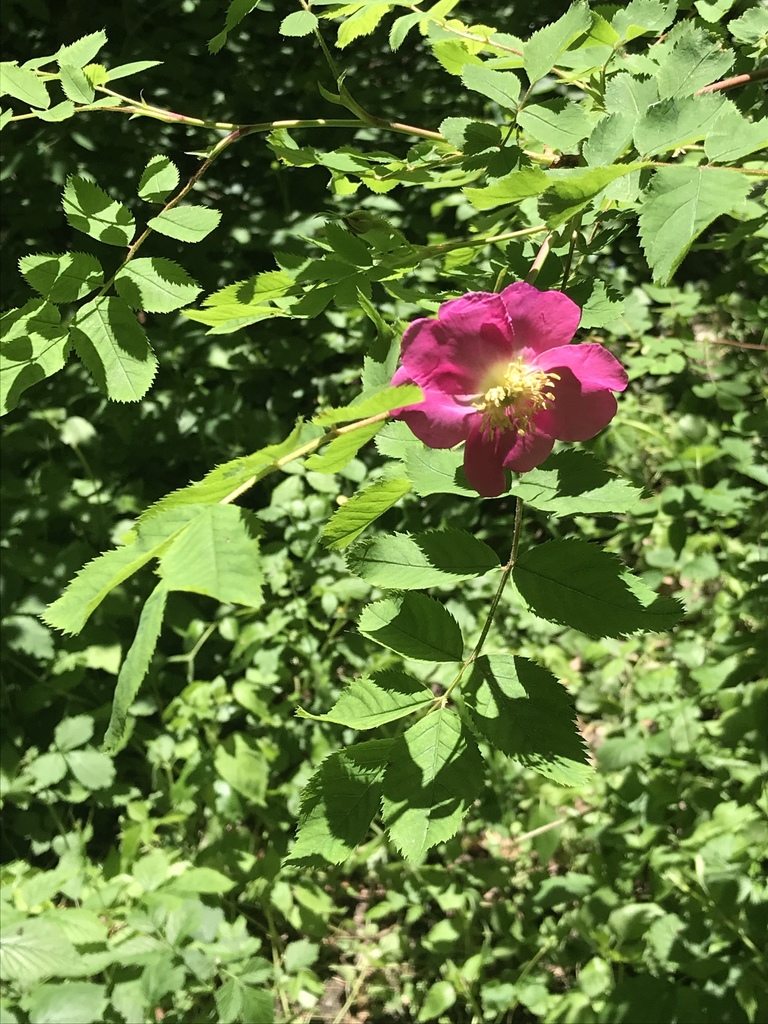 Rose bloom and buds on the bush