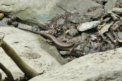 Emoia atrocostata observed 2019-04-01