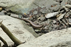 Emoia atrocostata