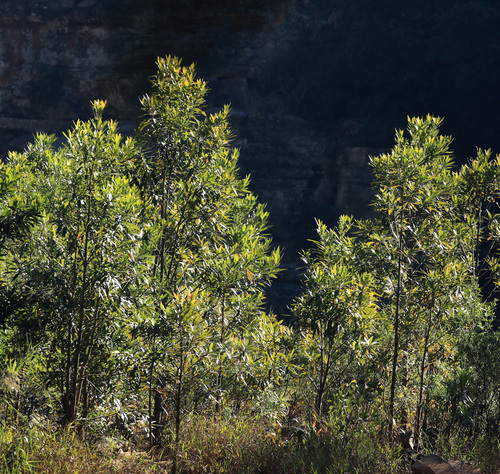 Image of Matumi by (c) Wynand Uys, some rights reserved (CC BY)