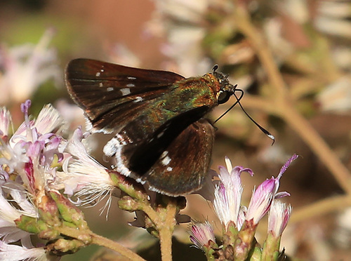 White-tail Hopper