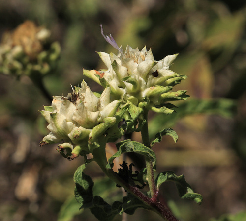 Image of Baccharoides adoensis by (c) Wynand Uys, some rights reserved (CC BY)