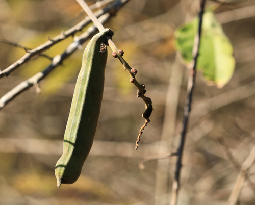Savanna canavalia (Canavalia africana)