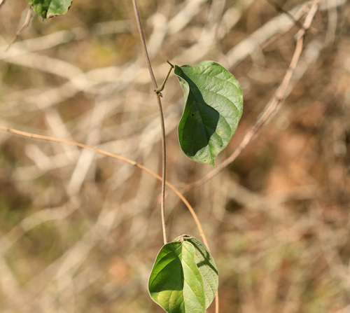 Image of Savanna Canavalia (Canavalia africana) by (c) Wynand Uys, some rights reserved (CC BY)