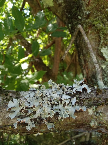 Parmotrema clavuliferum