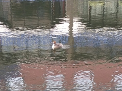 Podiceps cristatus