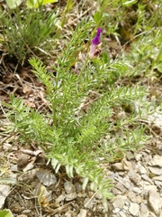 Oxytropis inaria