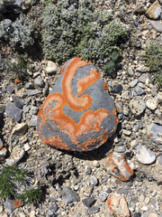 Xanthomendoza trachyphylla