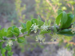 Adelia brandegeei