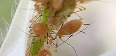 Macrosiphum gaurae