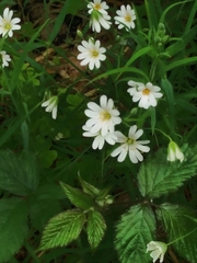 Cerastium tomentosum
