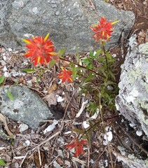 Castilleja miniata dixonii