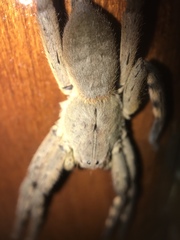 Palystes superciliosus