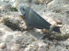 Acanthurus chirurgus