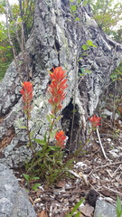 Castilleja miniata dixonii