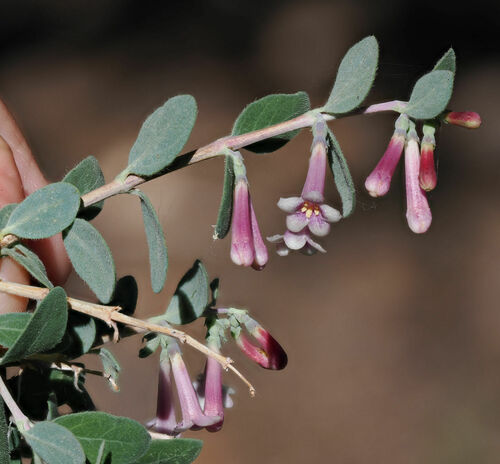 Desert snowberry (Symphoricarpos longiflorus)