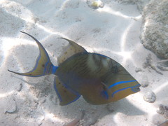 Balistes vetula