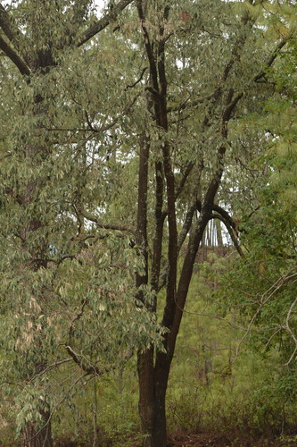 Quercus scytophylla