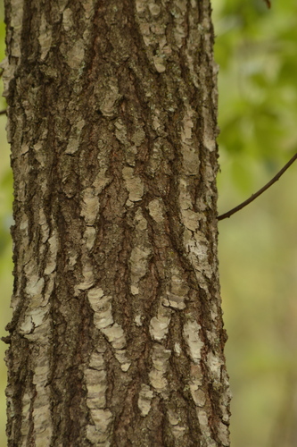Quercus scytophylla