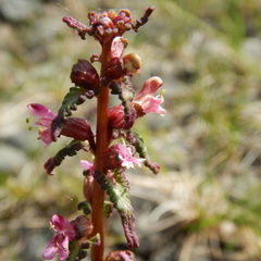 Pedicularis parviflora