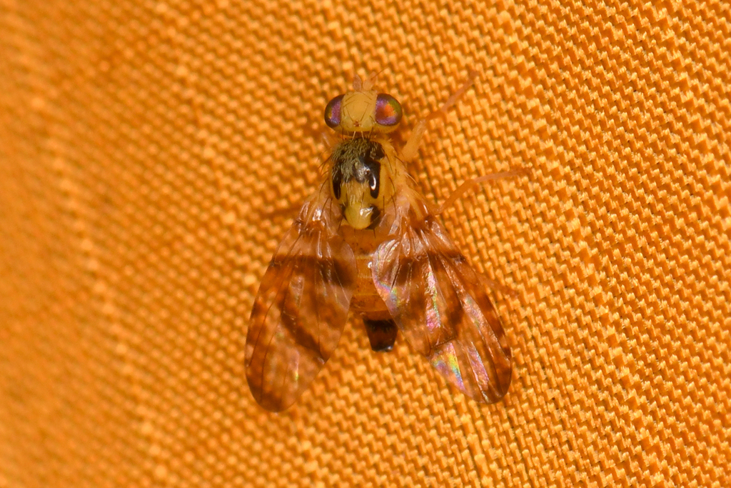 Procecidocharoides flavissima