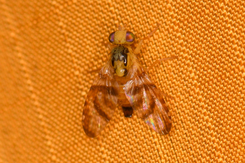 Procecidocharoides flavissima