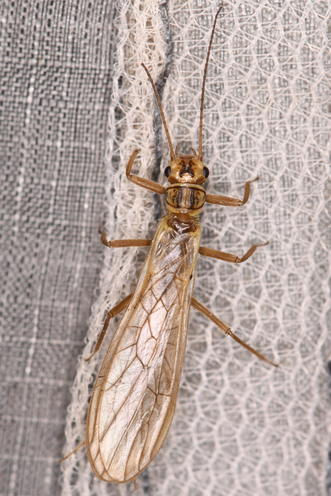 Mountain Sallfly