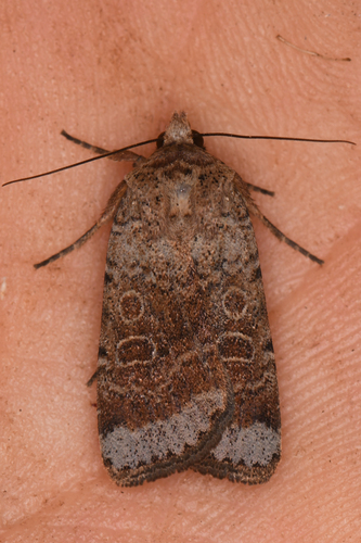 Abagrotis scopeops photo 2