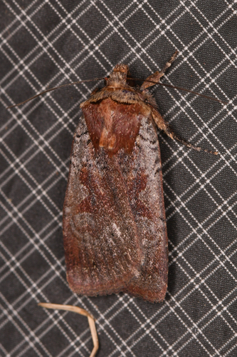 Parabagrotis insularis photo 4