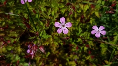 Geranium robertianum