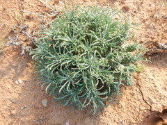 Euphorbia braunsii