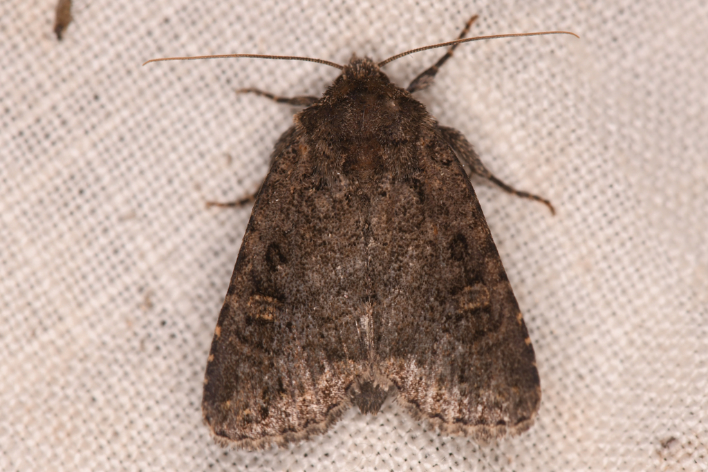 Orthodes noverca