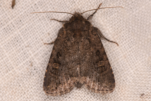 Orthodes noverca