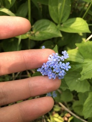 Brunnera macrophylla