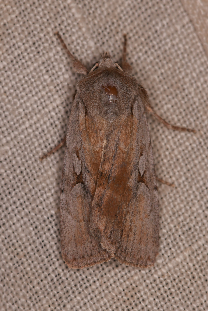 Setagrotis pallidicollis