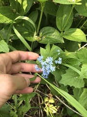 Brunnera macrophylla