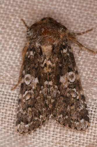 Variable Capsule Moth photo 4