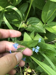 Brunnera macrophylla