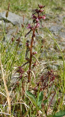 Pedicularis parviflora