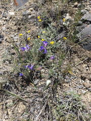 Penstemon pumilus