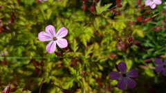 Geranium robertianum