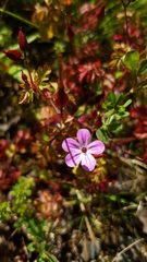 Geranium robertianum