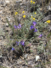 Penstemon pumilus
