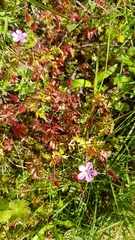 Geranium robertianum