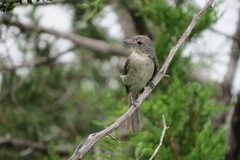 Vireo vicinior