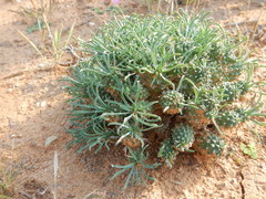 Euphorbia braunsii