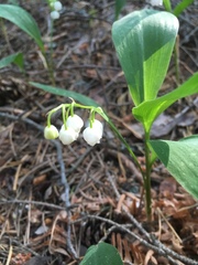 Convallaria majalis
