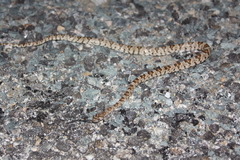 Trimorphodon lyrophanes