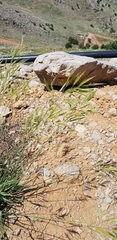 Bromus tomentellus