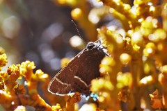 Callophrys spinetorum